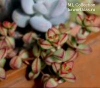 Крассула бревифолия (Crassula brevifolia) - Частная коллекция суккулентов ML Collection