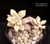Graptopetalum 'Mendozae' f. variegata (Граптопеталум 'Мендоза' вариегатный) - Частная коллекция суккулентов ML Collection