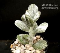 Cotyledon Orbiculata cv. Oophylla variegated  - Частная коллекция суккулентов ML Collection
