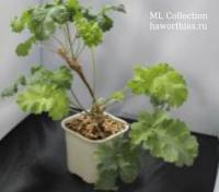 Пеларгония "Кортусина" (Pelargonium "Cortusina") - Частная коллекция суккулентов ML Collection