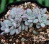 Эхеверия от Ренни (США) форма кристата (Echeveria sp. ex. Renny (USA) cristata ) 2 - Частная коллекция суккулентов ML Collection