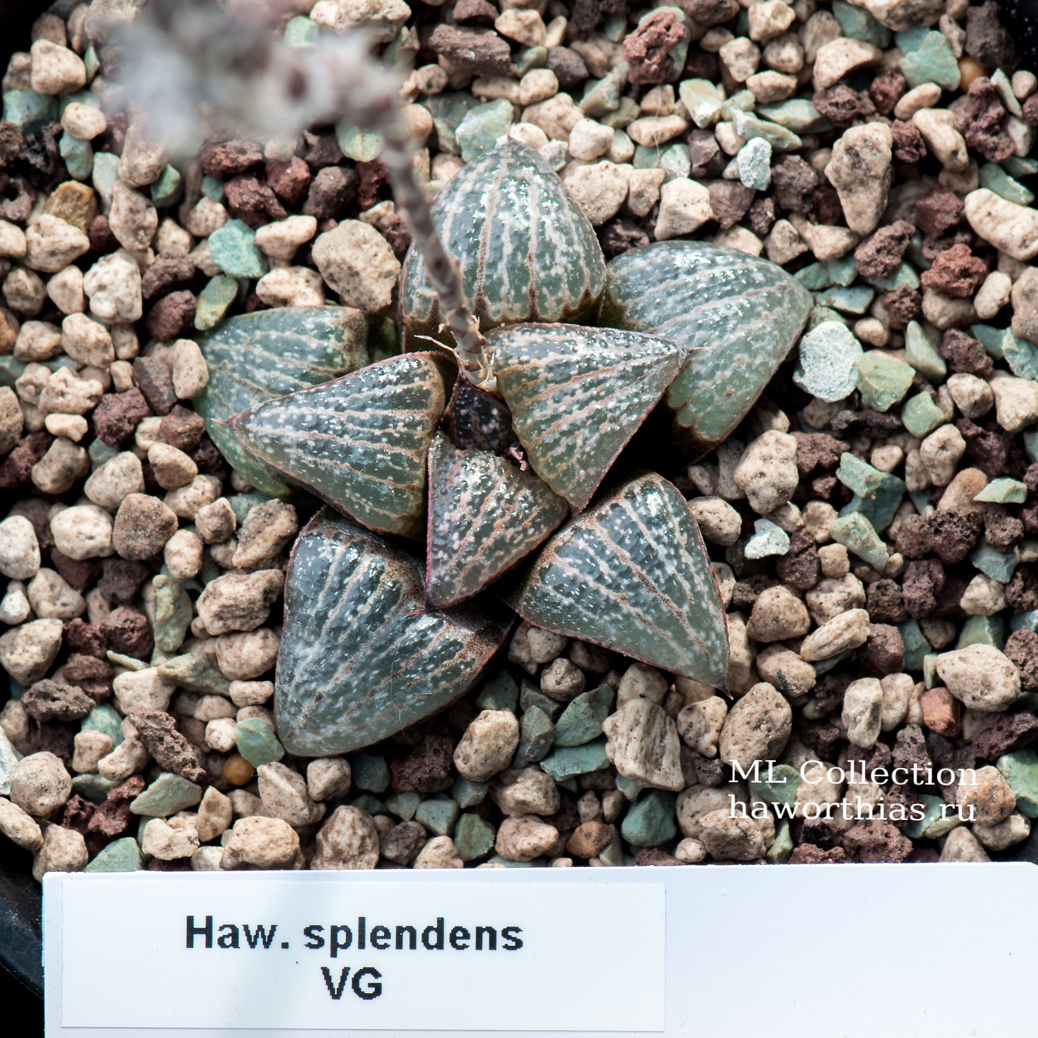 Haworthia splendens - Частная коллекция суккулентов ML Collection