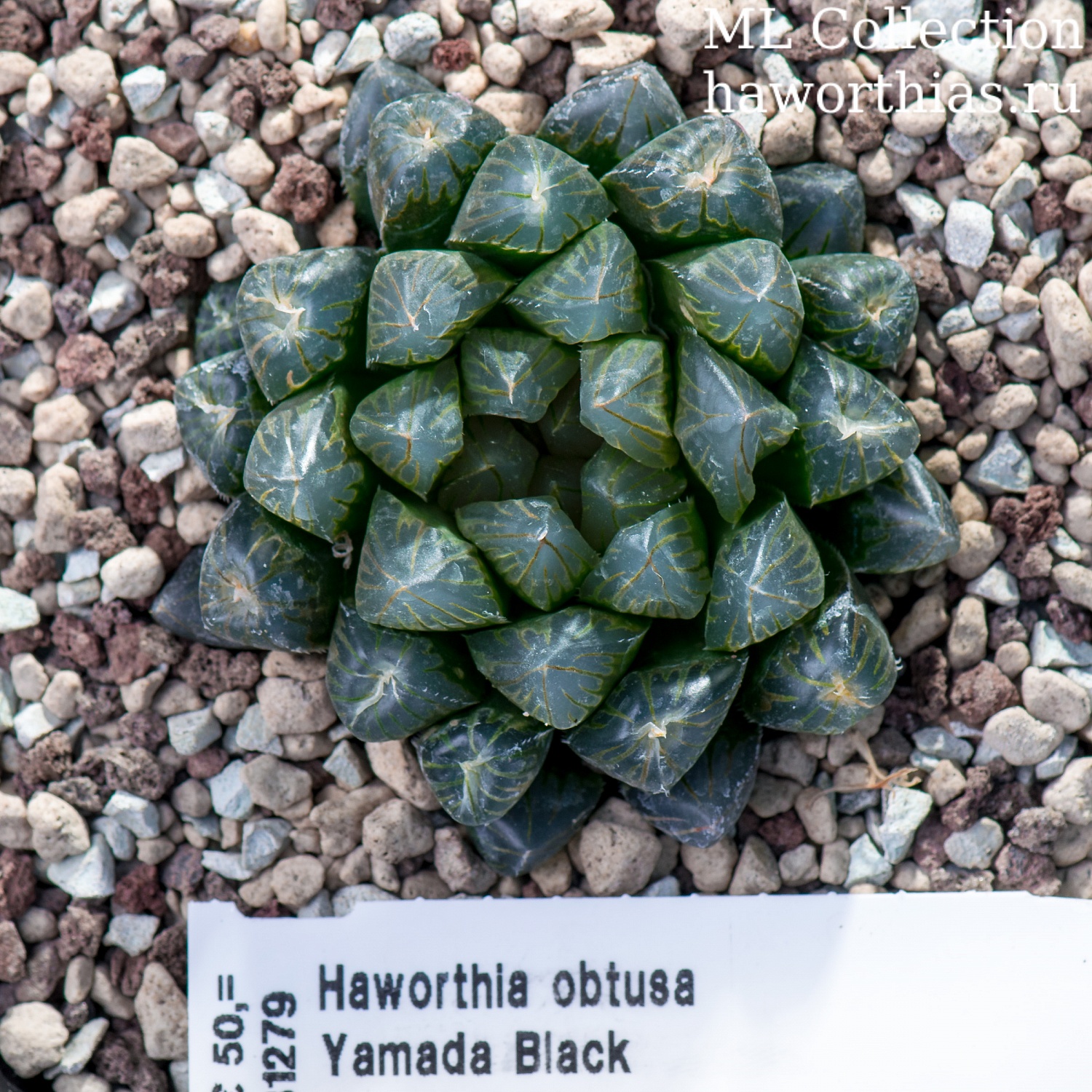 Haworthia obtusa