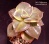 Graptoveria bainesii f. variegata (Граптоверия баинеси вариегатная) - Частная коллекция суккулентов ML Collection
