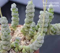 Crassula plegmatoides - Частная коллекция суккулентов ML Collection