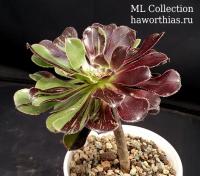 Aeonium 'Big Bang' f.variegata - Частная коллекция суккулентов ML Collection
