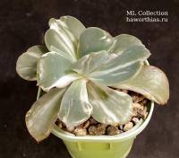 Echeveria 'Berserk' f. variegata (Эхеверия Берсерк вариегатная - Частная коллекция суккулентов ML Collection