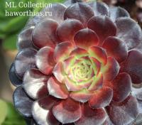 Эониум "Браун Роуз" (Aeonium 'Brown Rose') - Частная коллекция суккулентов ML Collection