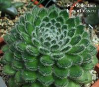 Эхеверия сетоса (Echeveria setosa) - Частная коллекция суккулентов ML Collection