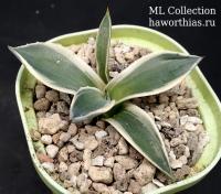 Agave patonii cv. Ohi Kisvoten - Частная коллекция суккулентов ML Collection