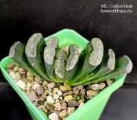 Haworthia truncata (сеянец ML Collection Б67) - Частная коллекция суккулентов ML Collection