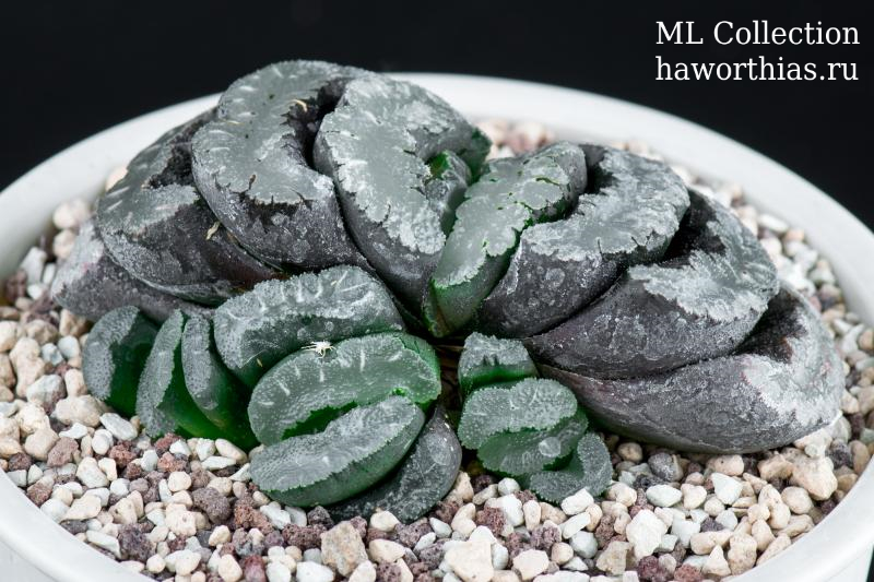 Haworthia truncata - Частная коллекция суккулентов ML Collection