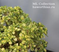 Эониум линдлей вариегата (Aeonium lindleyi variegata) - Частная коллекция суккулентов ML Collection