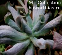Echeveria 'Culibra' - Частная коллекция суккулентов ML Collection