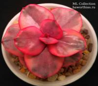 Эхеверия Голден Стейт вариегата (Echeveria Golden State variegated) - Частная коллекция суккулентов ML Collection