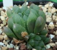 Хавортия (Haworthia) cooperi v truncata - Частная коллекция суккулентов ML Collection