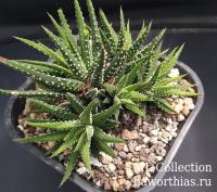 Haworthia attenuata 'Fmaclariperla' - Частная коллекция суккулентов ML Collection