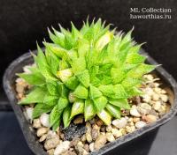 Haworthia /maculata JDV8829/ - Частная коллекция суккулентов ML Collection
