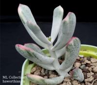 Cotyledon Orbiculata cv Oblonga variegata  - Частная коллекция суккулентов ML Collection