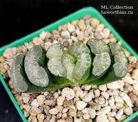 Haworthia truncata (сеянец ML Collection Б81) - Частная коллекция суккулентов ML Collection
