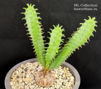 Euphorbia tubiglans - Частная коллекция суккулентов ML Collection