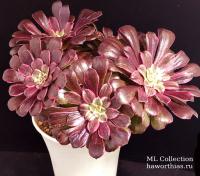 Aeonium 'Daisy ' f.variegata (Эониум "Дейзи" вариегатный) - Частная коллекция суккулентов ML Collection