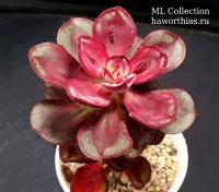 Echeveria nodulosa 'Maruba Benisukasa' - Частная коллекция суккулентов ML Collection