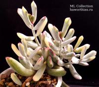 Cotyledon Orbiculata cv Oblonga variegata (Котиледон Орбикулата облонга вариегатный) - Частная коллекция суккулентов ML Collection