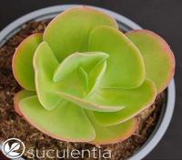 Echeveria pallida (Эхеверия Паллида, оригинальное растение от "Suculentia" Испания) - Частная коллекция суккулентов ML Collection