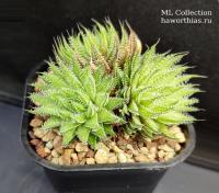 Haworthia herbacea /Eilandia/ - Частная коллекция суккулентов ML Collection