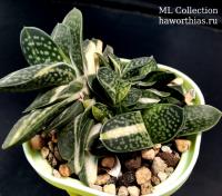 Gasteria gracilis f. variegata - Частная коллекция суккулентов ML Collection