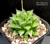 Haworthia mirabilis v. mundula - Частная коллекция суккулентов ML Collection