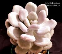 Pachyphytum oviferum cv. 'Momobijin' - Частная коллекция суккулентов ML Collection