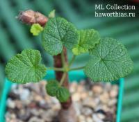 Пеларгония котиледонис. (Pelargonium cotyledonis)  - Частная коллекция суккулентов ML Collection