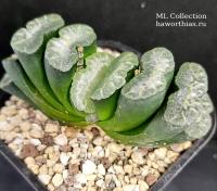 Haworthia truncata (сеянец ML Collection Б80) - Частная коллекция суккулентов ML Collection