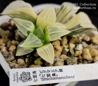 Haworthia 'Shichimenchou' (оригинальное растение от "Renny's Haworthia") - Частная коллекция суккулентов ML Collection