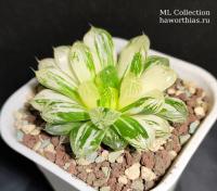 Haworthia 'Marin' Nishiki (оригинальное растение от "Renny's Haworthia") - Частная коллекция суккулентов ML Collection