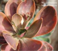 Эхеверия фимбриата вариегата. (Echeveria FIMBRIATA variegata) - Частная коллекция суккулентов ML Collection