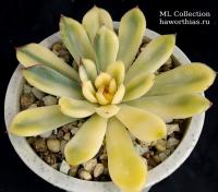 Echeveria pulidonis f.variegata (Эхеверия пулидонис вариегатная) - Частная коллекция суккулентов ML Collection