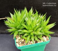Haworthia zantneriana  - Частная коллекция суккулентов ML Collection