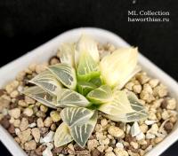 Haworthia hybrid variegated  - Частная коллекция суккулентов ML Collection