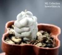 Крассула децептор (Crassula deceptor) - Частная коллекция суккулентов ML Collection