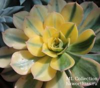 Эониум "Санберст" вариегата (Aeonium 'Sunburst' f.variegata) - Частная коллекция суккулентов ML Collection