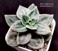 Echeveria xichuensis (Эхеверия ксикуэнсис) - Частная коллекция суккулентов ML Collection