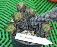 Хавортия (Haworthia) reinwardtii - Частная коллекция суккулентов ML Collection