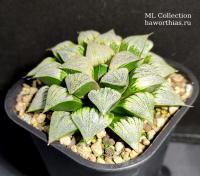 Haworthia Rabit Series 'SAHARA' (оригинальное растение от "Renny's Haworthia") - Частная коллекция суккулентов ML Collection