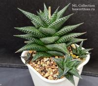 Haworthia limifolia /ex. Kambroo/ - Частная коллекция суккулентов ML Collection
