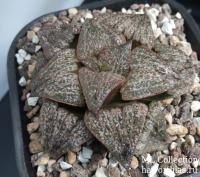 Haworthia splendens (оригинальное растение "Renny's Haworthia") - Частная коллекция суккулентов ML Collection
