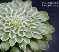 Аэониум "Эмеральд Айс" (Aeonium 'Emerald Ice') - Частная коллекция суккулентов ML Collection
