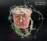 Церопегия симона (Ceropegia simoneae) - Частная коллекция суккулентов ML Collection
